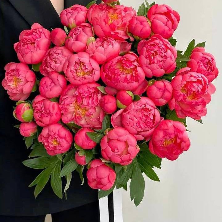 31 коралловый пион в Сочи